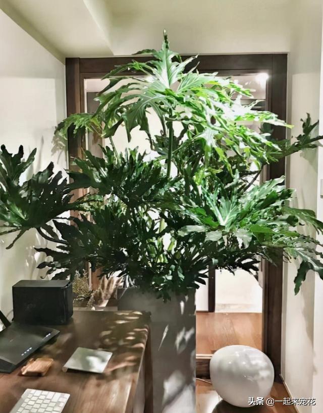 客厅最好养的大型绿植，客厅最旺宅的大型植物风水（8款适合客厅的大型绿植）