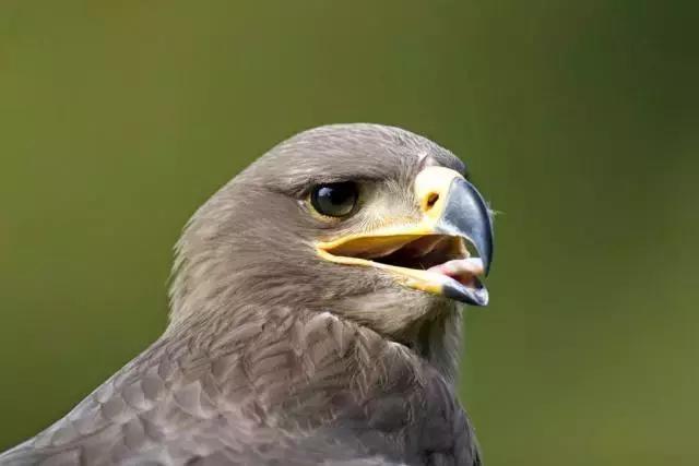 所有的动物都需要刷牙吗,所有的动物都需要刷牙吗英语(为什么动物从来不刷牙) 所有的动物都需要刷牙吗,所有的动物都需要刷牙吗英语(为什么动物从来不刷牙)