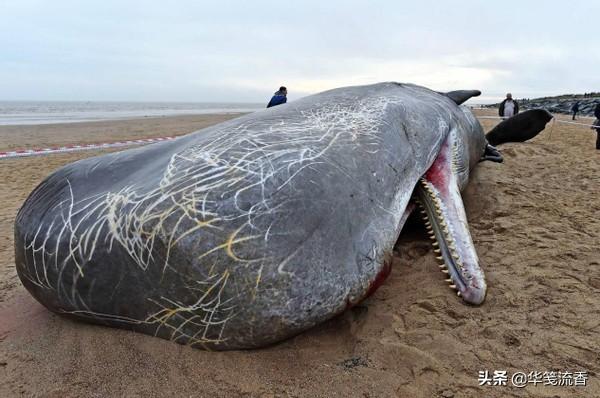 深海巨兽对决：大王乌贼缠斗抹香鲸，头部抓痕见证生死搏杀