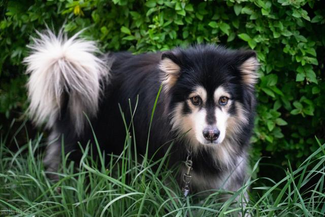 养阿拉斯加的禁忌，阿拉斯加犬为什么不建议养（阿拉斯加雪橇犬的优缺点及饲养方法并不是每个人都适合）