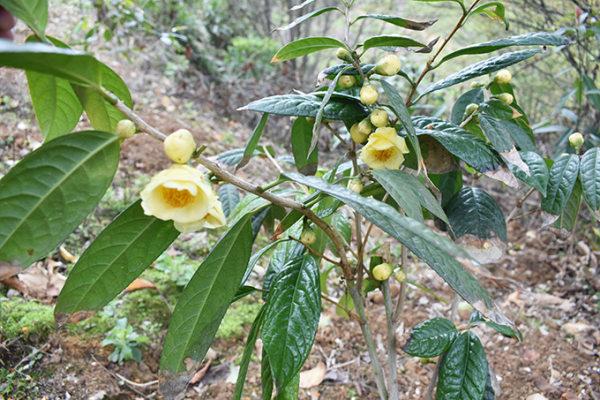 国家一级保护植物的名单，国家一级保护植物简介（植物世界丨国家一级重点保护野生植物名录）