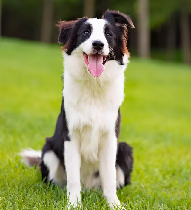 边牧犬多少钱一只幼崽，边牧犬幼崽多少钱一只（养一只边牧需要多少钱）