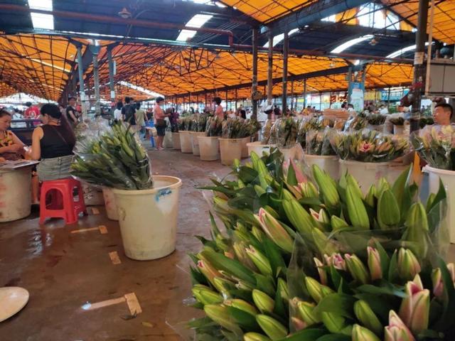 荷花最好看的品种是什么，这花最好看、最好养