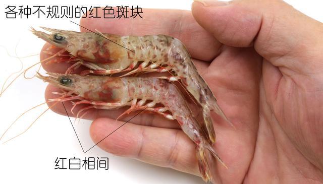北极甜虾和普通虾的品种区别，如何鉴别对虾、罗氏虾、北极甜虾……一文解决“虾”认识