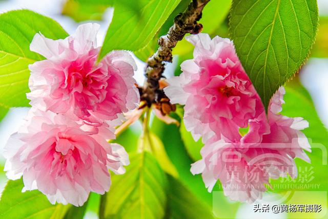 樱花的颜色，绿叶中娇美动人的花朵（樱花的颜色有哪些）