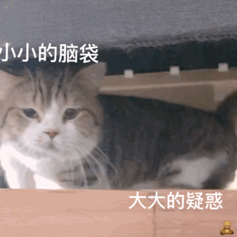 ​抖音上小狗舔屏壁纸设置攻略小狗舔屏动态壁纸，小狗壁纸ins可爱（搞笑GIF图：萌宠）