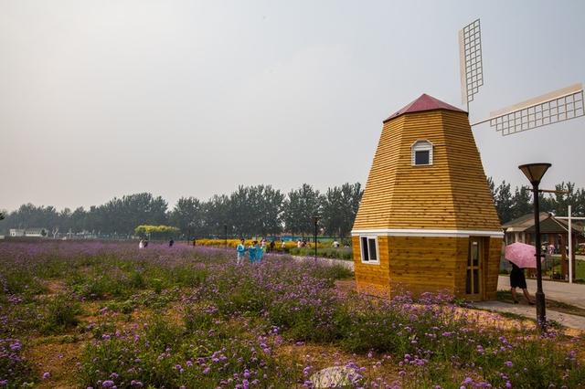 北京蓝调薰衣草庄园，北京薰衣草庄园（北京的蓝调薰衣草庄园就能狠狠浪漫一把）