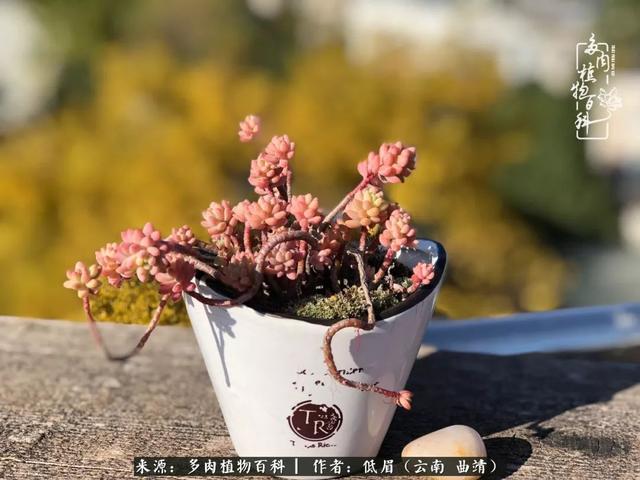 很丧很失望——低眉.，皱着眉头哭丧（陪你度过寒冷的圣诞平安夜图片）