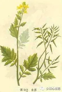 白牛胆的功效与作用，白牛胆的功效与作用禁忌（中药图片大全与功效）