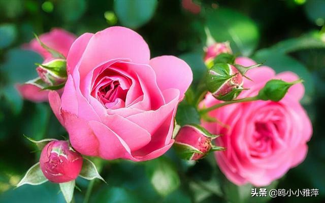 西方情人节祝福语大全，西方情人节快乐（2月14日，祝你情人节快乐）