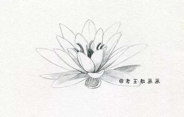 素描荷花的画法步骤，素描荷花（非常简单的素描教程）