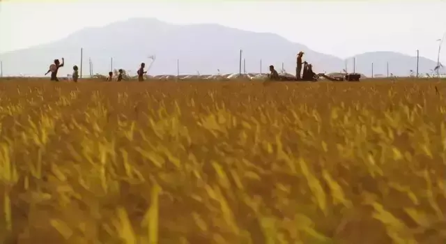 杀人回忆凶手是谁，《杀人回忆》凶手是谁（《杀人回忆》的凶手终于被找到了）