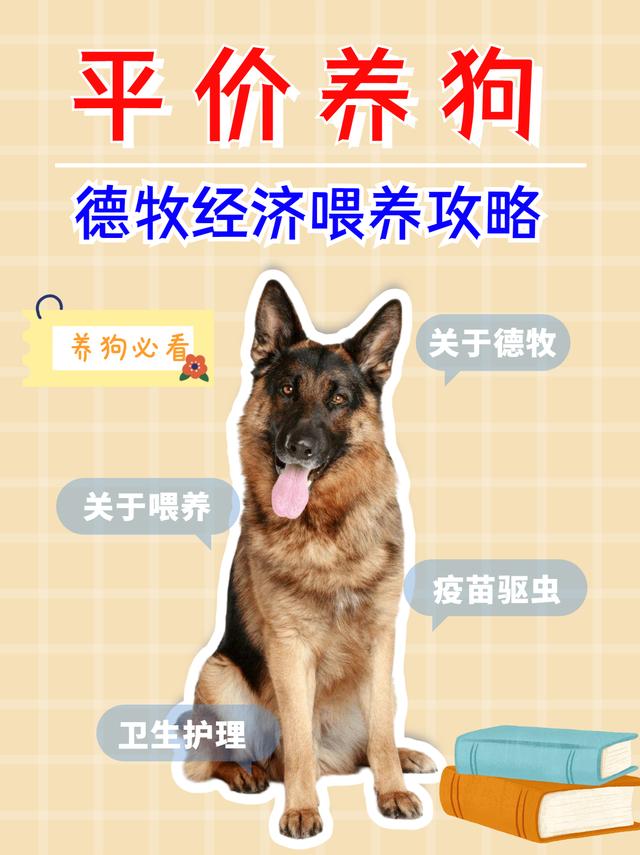 德国牧羊犬好养吗，德国牧羊犬好养吗怎么养（德牧经济喂养攻略分享）
