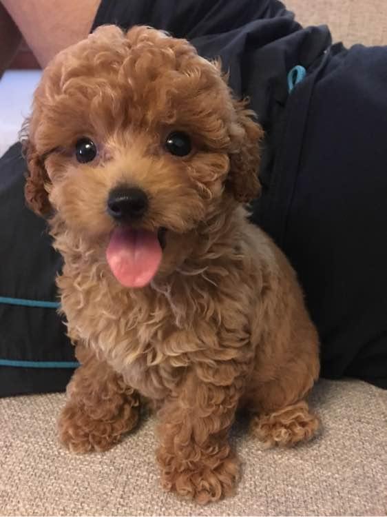 泰迪狗取什么名字寓意好,泰迪狗怎么取名字好听 - 珍缘易学