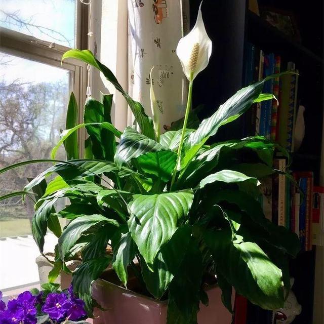 住宅大门朝东，住宅大门朝东风水布局（家里的大门朝哪）