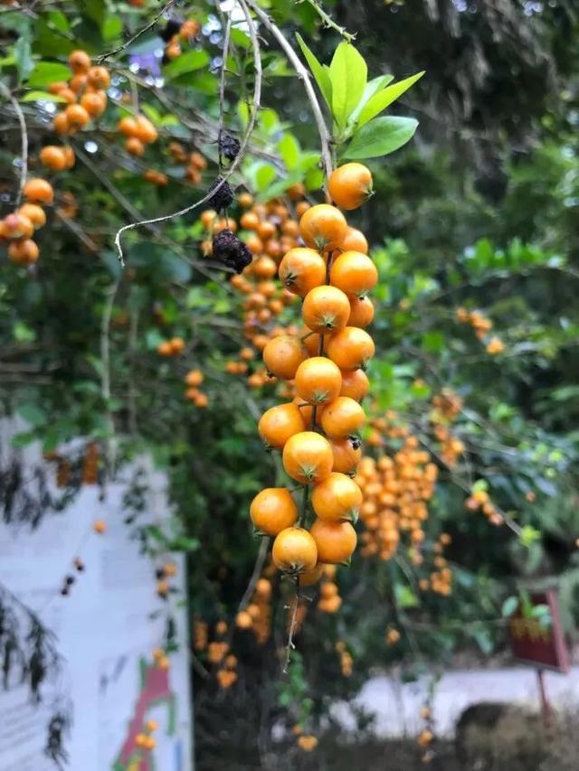 假连翘盆景怎么养，比较冷门小众的盆栽蕾丝金露花