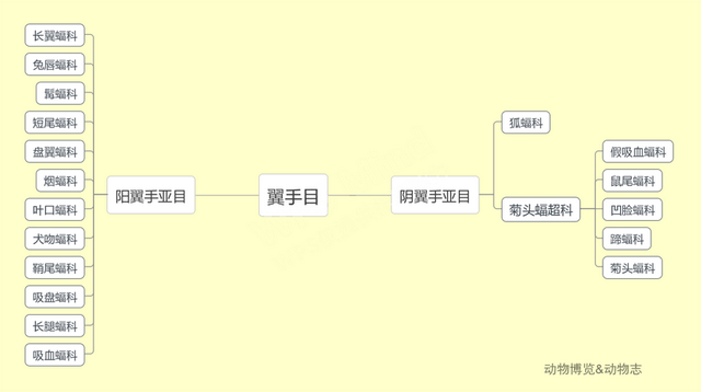 为什么蝙蝠不是鸟，为什么蝙蝠不是鸟却像鸟一样长翅膀飞（蝙蝠的祖先是什么动物）