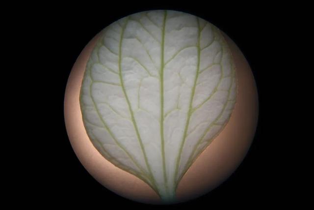 夏日里的江南山野奇花，玉叶金花白纸扇