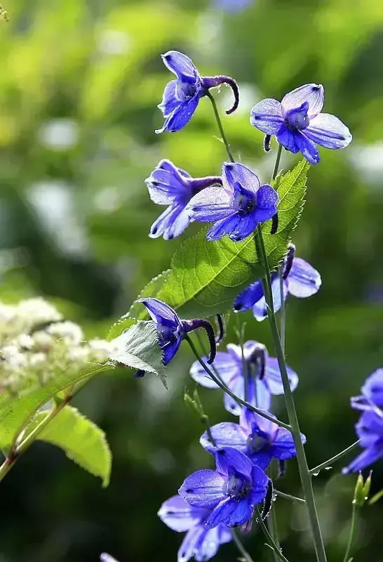 各种花开放的时间（100种常见花的花开时间附图）