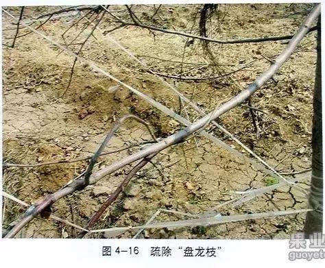 苹果树修剪技术，苹果树修剪技巧（苹果树“傻瓜式”修剪技术）