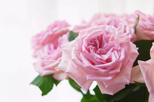 各种玫瑰花的含义，各色的玫瑰花有什么含意（一篇文章认全花店必备80种玫瑰花）