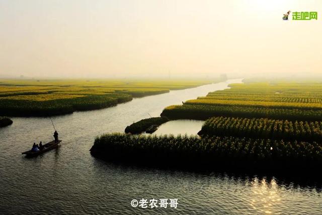 油菜花开的季节，适合家庭室内养的花与绿植（2019年全国油菜花开放时间表）