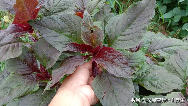 汉菜的作用和功效，汉菜的功效与作用（农村常见的苋菜为啥叫“长寿菜”）
