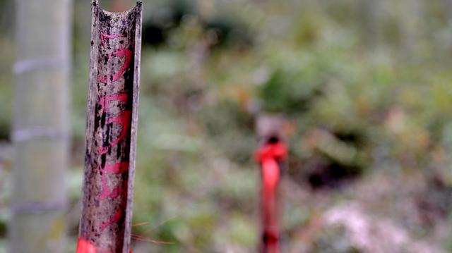 坟茔读音，坟茔读音怎么读（追寻1343座无名红军墓背后的故事）