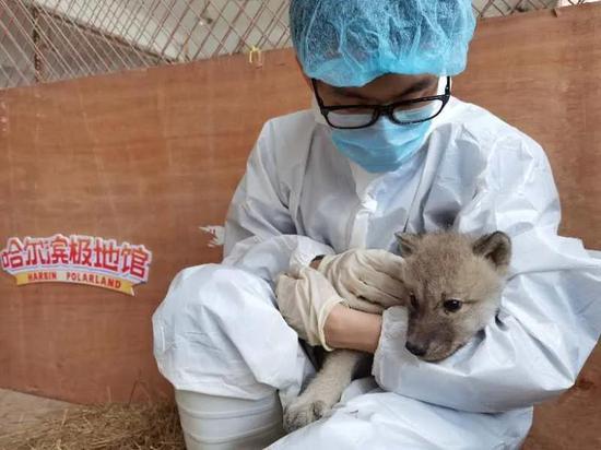 北极狼的毛一年四季都是白色的吗，北极狼的毛颜色（哈尔滨极地馆首例繁育成功的北极狼三胞胎满月啦）