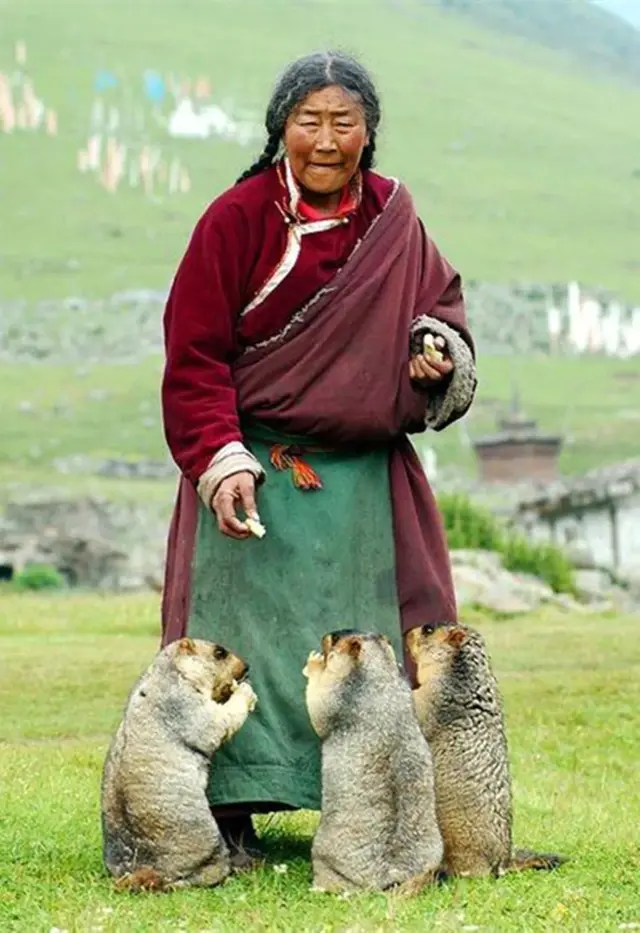 土拔鼠是什么意思，地鼠是鼠类吗（藏族人和老鼠的不解情缘）