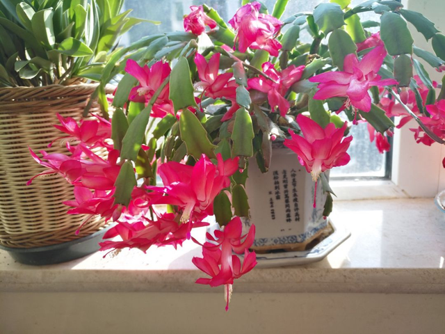 1823是什么意思，1823是什么意思肖战（其实跟兰花没一毛钱关系）