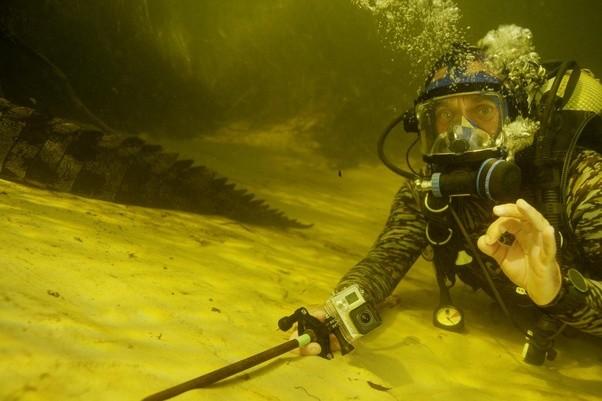 鲨鱼是不是鱼，为什么潜水员可以和鲨鱼接触（鲨鱼鱼是鱼吗 为什么）