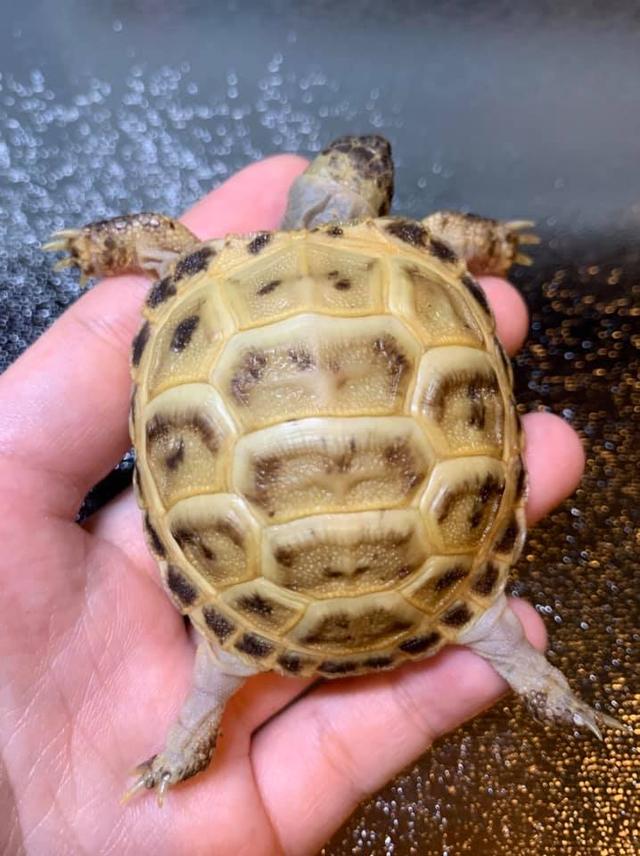 俄罗斯陆龟是什么龟，俄罗斯陆龟是什么龟类（又叫俄罗斯陆龟）