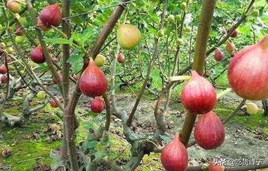 无花果其实是有花的植物，一直被误会没有花