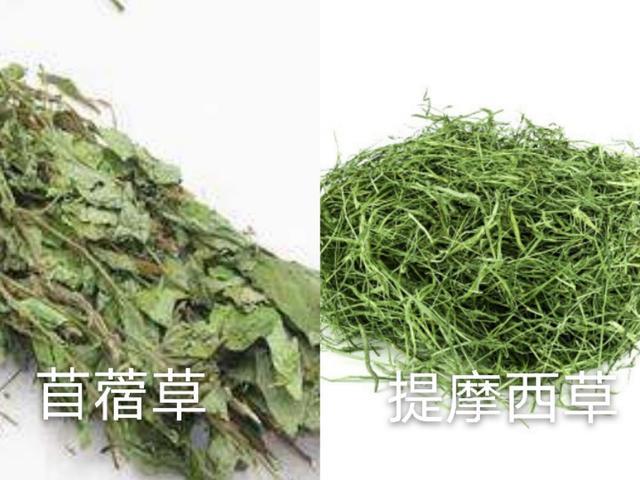 刚刚出生的小荷兰猪吃什么，刚生下来的荷兰猪吃什么（新到家的荷兰猪要注意什么）