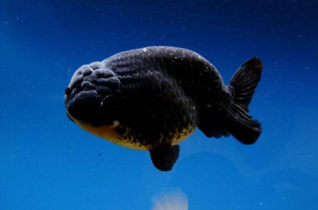 苗,突然间消化不良引起的轻微白便症状,比如七彩,燕鱼,金鱼的鱼苗等等