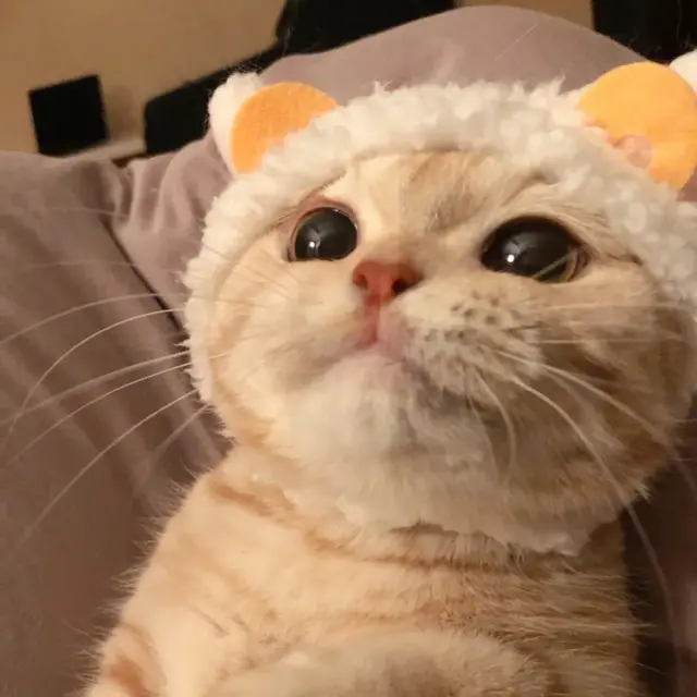 猫咪狗狗头像微信，猫咪狗狗头像（超可爱猫咪狗狗头像）