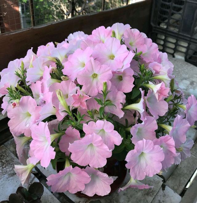 枯萎的花图片，枯萎的花（6种漂亮花，开完花“就枯萎”）