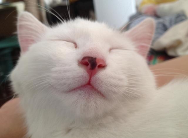 猫咪上火怎么办，猫咪上火怎么办最有效（猫咪上火的“5大症状”）