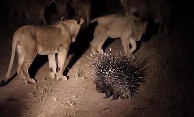 猫豹是什么动物，豹猫是什么样的动物（区分猫亚科与豹亚科动物的方法是看能不能咆哮）