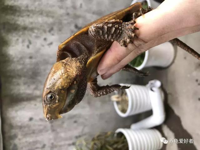 西非侧颈龟怎么养,西非侧颈龟怎么养成浅色(看完之后会想要一只吗) 西非侧颈龟怎么养,西非侧颈龟怎么养成浅色(看完之后会想要一只吗)