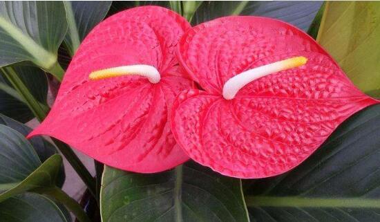 红掌有哪些品种，红掌有哪些品种名称（红掌品种图片大全）