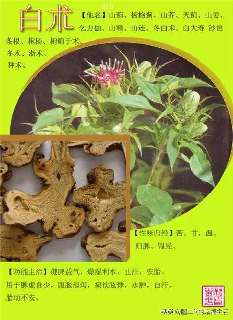 常见中草药图谱，中草药经典图谱（让你知道常用药都长啥样）