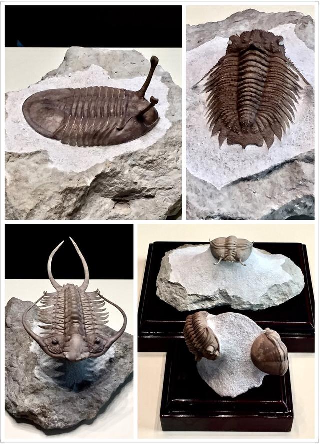 三叶虫因为什么而得名，三叶虫的由来（演化20000个种）