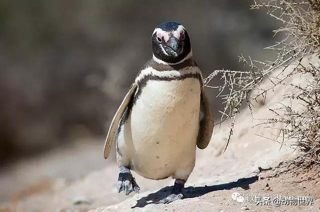 企鹅都有哪几种分别生活在哪里呢，企鹅都有哪些（详解世界上的18种企鹅<一>）