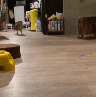 猫头鹰长什么样，猫头鹰是一种什么样的动物（主人喊一声就过来）