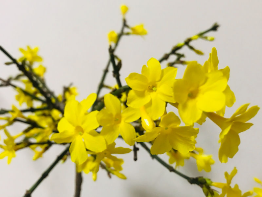 花的由来，玫瑰花的由来（花的名字是怎么来的）