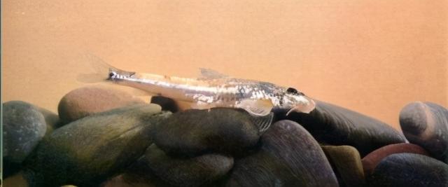 淡水观赏鱼种类，淡水观赏鱼的种类大全！（中国淡水观赏鱼图集<一>）