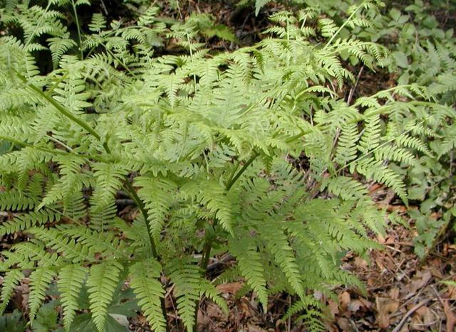 国家一级保护植物的名单，国家一级保护植物简介（植物世界丨国家一级重点保护野生植物名录）