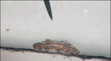 碳基生物是什么梗，《三体中》中的“三体人”和水熊虫